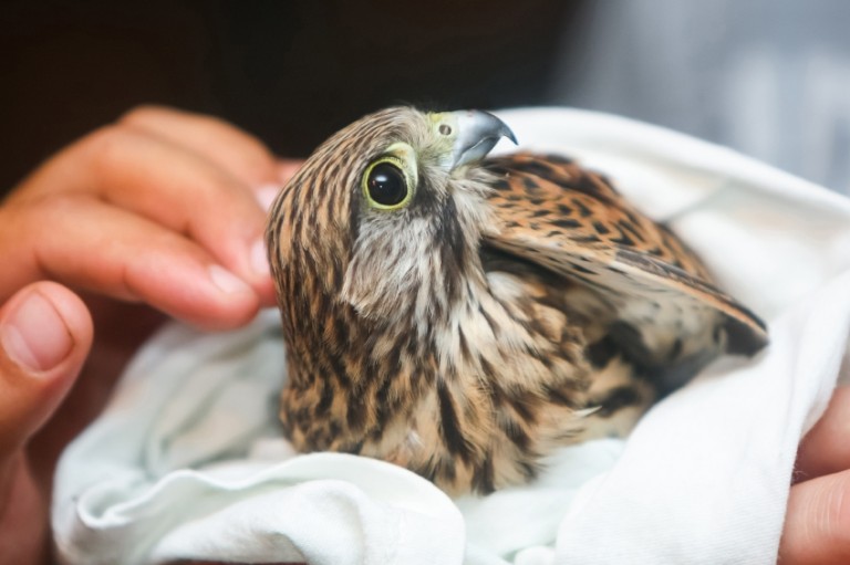 What to Do If a Bird Gets Stuck in Your Chimney Blog